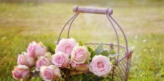 Jaka piłka do kosza Wilson?