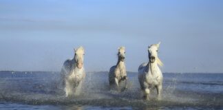 Kto obcina kopyta koniom?