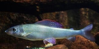 Czy halibut żyje w Morzu Bałtyckim?