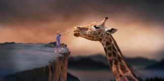 Ile razy dziennie karmi się konie?