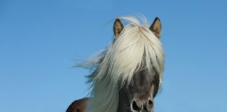 Jak zwiększyć mase konia?