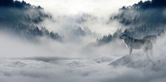 Czy są wilki w Norwegii?