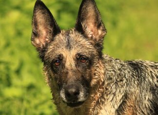 Dlaczego Zośka miał takie przezwisko?