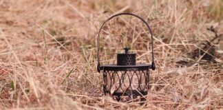 Ile koń zje owsa dziennie?