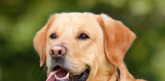 Ile koń ma w sobie krwi?