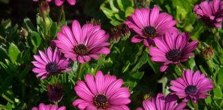 Gdzie kupić pelerynę na deszcz?