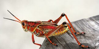 Czy bycie konikiem jest legalne?