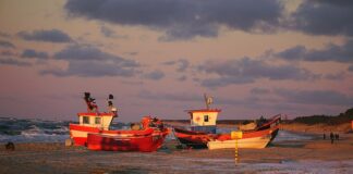 Co na grudę u konia?