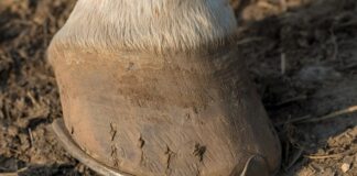 Czy trzeba Podkuwać konia?