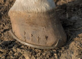 Czy trzeba Podkuwać konia?