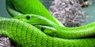 Czy w Norwegii są węże?