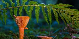 Co można zrobić z kapsli?