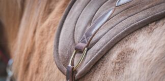 Jak wyczyścić czaprak z sierści?