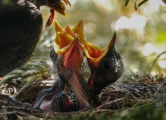 Jak karmić chudego konia?