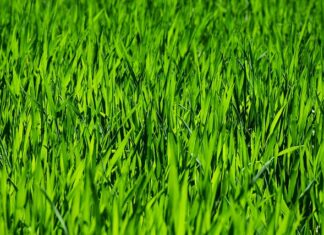 Co jest potrzebne do pielęgnacji konia?