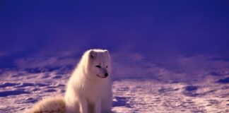 Czego nie można zabrać do Norwegii?