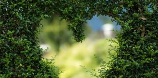 Jak się gra w zielone?