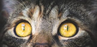 Czy makrela jest w Bałtyku?