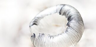 Jak się gra w kreski?