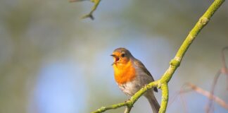 Kto śpiewa piosenkę jeszcze w zielone gramy?