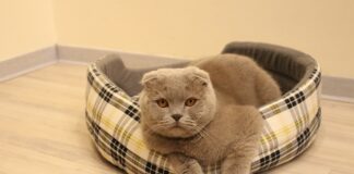 Co oznacza jak się śni wisielec?