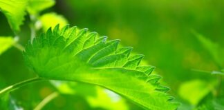 O czym świadczy wysoki poziom sodu?