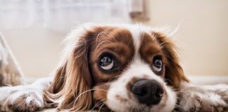 Jak nauczyć psa chodzenia przy nodze na smyczy?