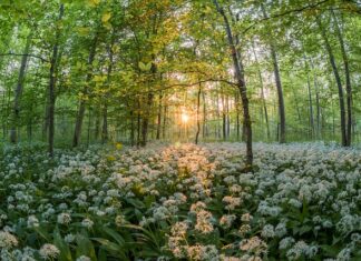 Czy domowy sos czosnkowy jest zdrowy?