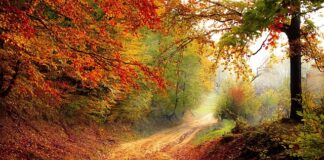 O jakiej porze brać spirulinę?