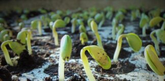 Czy produkty z soi są zdrowe?