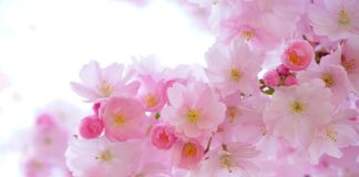 Czy rośliny potrzebują UV?