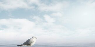 Jak uspokoić psa który się boi?