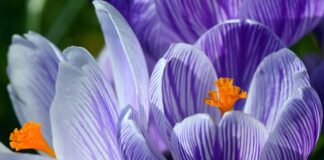 Jak powinna wyglądać pieczątka z upoważnienia?