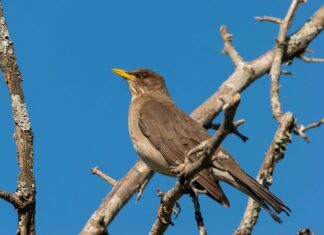 Jak pozbyć się pleśniawki u ryb?